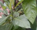 Foto langkah ke 1 dari resep Ramuan daun papika.