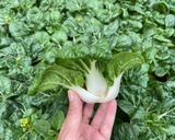 Foto langkah ke 1 dari resep Tumis Nai Bai a.k.a Curly Dwarf Pakchoi.