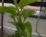 Poi Chhencheda (veg) from Odisha recipe step 1 photo