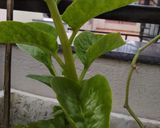 A picture of step 1 of Poi Chhencheda (veg) from Odisha.