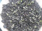 Microverdes/ brotes de girasol