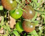 Foto del paso 1 de la receta: Mermelada de Cherrys Negros