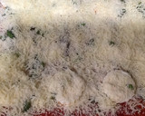 Foto del paso 4 de la receta: Pizza de queso fresco