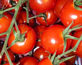 Foto del paso 2 de la receta: Espaguetis con mejillones y tomates cherry