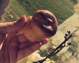 Une image de l'étape 8 de Choux chantilly/crème pâtissière.