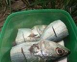 Foto langkah ke 1 dari resep 1. Bau Piapi Mandar (Ikan Masak Mandar) :Edisi Ikan Peda.