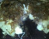 Foto del paso 2 de la receta: Fugazza rellena