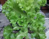 Foto langkah ke 1 dari resep Salad simple hasil panen kebun sendiri.