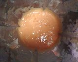 Foto langkah ke 2 dari resep Papaya Cake.