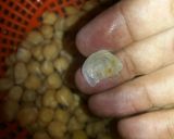 Foto del paso 2 de la receta: GARBANZADA!