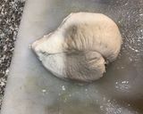 صورة لخطوة 1 من وصفة وجبه دايت
