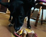 Foto del paso 4 de la receta: Torta o pastel apto para perros 🐶 🎂
