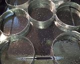 Foto del paso 6 de la receta: Pan de papa