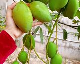 Hình bước làm 1 của món Xoài xanh mắm đường