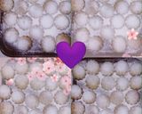 صورة لخطوة 4 من وصفة 🍥 معمول بالجوز 🍥