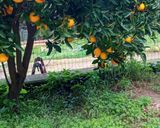 Foto del passaggio 1 della ricetta Pasta di Arance Km Zero di Sicilia 👩🏼‍🍳🇮🇹🌍🍊🏡❤️🦁