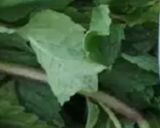 A picture of step 1 of Mint,coriander leaves 🍃 chutney.