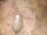 صوص طماطم