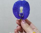 Foto langkah ke 2 dari resep Promic.
