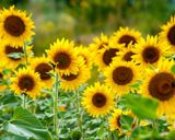 Foto del paso 5 de la receta: Pascualina con forma de girasol 🌻 Tarta de acelga y ricota 🌻