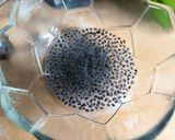 Foto langkah ke 4 dari resep Ice Java Tea Ala Bioskop XXl.