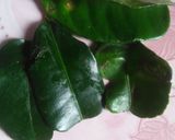 Foto langkah ke 7 dari resep Kacang Bawang Daun Jeruk.