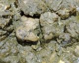 হারিয়ালী চিকেন(hariyali chicken recipe in Bengali) রেসিপির ধাপ 12 ছবি
