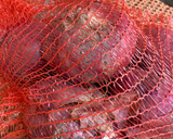 Foto del passaggio 1 della ricetta Fusilli con Cipolla di Breme e Tartare di Tonno ai pomodorini