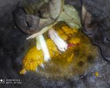 Foto langkah ke 1 dari resep Tongseng sapi.