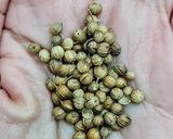 Foto del paso 1 de la receta: Infusión de semillas de coriandro 🍵 Infusión de semillas de cilantro 🌱