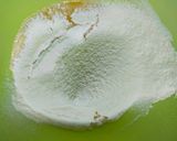 Foto langkah ke 4 dari resep Bolu Karamel (Sarang Semut).