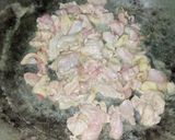 Foto langkah ke 3 dari resep Kebab Ayam Ala Najah.