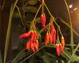 A picture of step 1 of California Farm Airdrying Thai Hot Peppers.