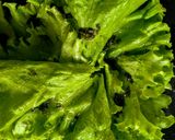 Foto del paso 4 de la receta: Aremparedado!