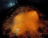 A picture of step 3 of Dahi Vada.