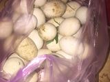 Lẩu trứng lộn