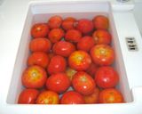 Foto del paso 2 de la receta Tomates en conserva desde casa