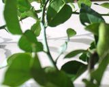 Foto langkah ke 1 dari resep Daun Jeruk Purut Bubuk (Kaffir Lime Leaf Powder).