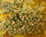 Foto del paso 2 de la receta: Arroz Con Azafrán