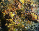 Foto del paso 4 de la receta: Arroz con secreto, setas y alcachofa