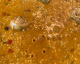 Foto del paso 4 de la receta: Arroz con pollo