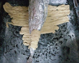 A picture of step 8 of Turtle Bread.