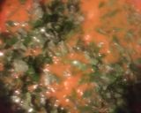 A picture of step 5 of Semo with Oha soup.