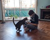 Foto del paso 4 de la receta: Galletas de atún para gatos 😻 🐟