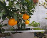 Foto del paso 5 de la receta: Torta de naranja 🍊en licuadora sin gluten