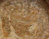 પિઝા (Pizza Recipe in Gujarati) રેસીપી સ્ટેપ4ફોટો