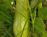 Foto del paso 1 de la receta: Zucchini Relleno de Lentejas