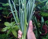 Foto langkah ke 2 dari resep Tips menyimpan daun bawang.