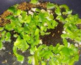 A picture of step 3 of Arroz con pechuga de pollo.