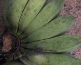 Foto langkah ke 1 dari resep Pisang (Sanggara) Peppe Khas Sulawesi Selatan.